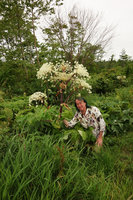 Patrick Blanc under the giant Angelica ursina inflorescence,Tokachi, Hokkaido, Japan, July 2015
