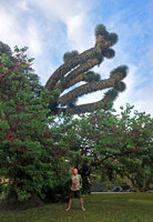 Patrick Blanc under the huge old Yucca filifera in the Square carnot, Le Cannet, France, June 2021