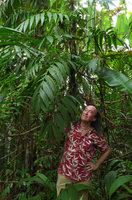 Patrick Blanc under the huge pinnate leaves of Amydrium zippelianum in secondary forest understory, Madang, Papua New Guinea, March 2016