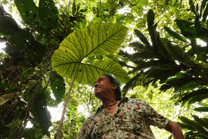 Patrick Blanc under the leaf of Cyrtosperma johnstonii, overshaded by Scindapsus altissimus and Alpinia purpurata, Tenaru Falls, Guadalcanal, Solomon Islands, Sept. 2019