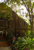 Patrick Blanc under the long adventitious roots of the tropical American Cissus verticillata (= C. sicyoides), Kanchanaburi, Thailand, Dec 2015