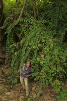 Patrick Blanc under the reclining stems of Holmskioldia sanguinea in natural habitat, Inle Lake area, Myanmar, Dec. 2017