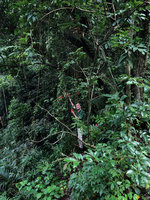 Patrick Blanc under the red capsular fruits of Sterculia lanceolata, Victoria Peak, Hong Kong, Aug. 2018