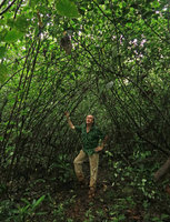 Patrick Blanc under the tunnel canopy of a monocarpic Strobilanthes in a shola forest, Maragunda, Karnataka, India, June 2018