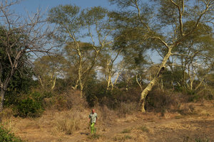 Patrick Blanc walking among Acacia xanthophloea, Mangochi, Malawi, Aug. 2017