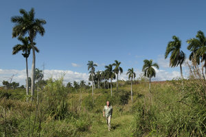 Patrick Blanc walking among the countless Roystonea regia, Guanajay, Cuba, Feb. 2017.jpeg