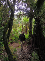 Patrick Blanc walking among the tree ferns, Dicksonia antarctica, lower Cradle Mountain, Tasmania, Jan 2014