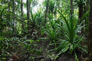 Patrick Blanc walking among young Pandanus dubius  in the understory of a coral island, Nggatirana, Halisi, Solomon Islands, Sept. 2019