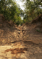 Patrick Blanc walking in a regular and parallel sided hippopotamus trail along a river bank, South Luangwa NP, Zambia, Sept. 2017