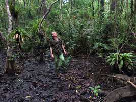 Patrick Blanc walking in coastal swamp forest among epiphytic Bromeliceae and the fern Acrostichum aureum, Arusi, Nuqui, Choco, Colombia, Nov. 2016