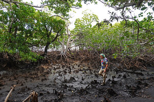 Patrick Blanc walking in the mangrove, Port Boisé, New Caledonia, Aug. 2023