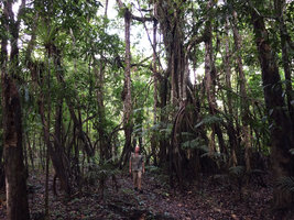 Patrick Blanc walking in varzea seasonnaly  flooded surrounded by many trees with stabilizing stilt roots, Amacayacu NP, Leticia, Colombia