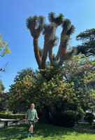 Patrick Blanc walking under the huge old Yucca filifera in the Square carnot, Le Cannet, France, July 2023