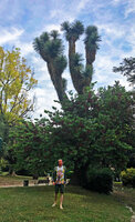 Patrick Blanc walking under the huge old Yucca filifera in the Square carnot, Le Cannet, France, June 2021