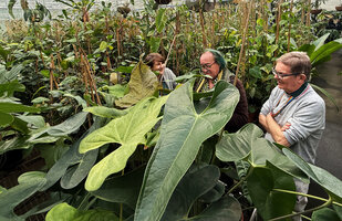 Patrick Blanc with Anna Haigh and Simon Mayo in the scientific collection glasshouse for Araceae, Kew Gardens, London, Dec. 2025