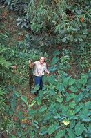 Patrick Blanc with Aponogeton crispus, Ratnapura, Sri Lanka, Jan. 2005