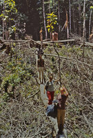 Patrick Blanc with botanist friends crossing along a tree trunk a recently cut forest fragment for agriculture, Jambi, Sumatra, May 1983