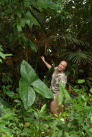 Patrick Blanc with Cyrtosperma cuspidispathum in swampy ground, Karawari, Sepik, Papua New Guinea, March 2016