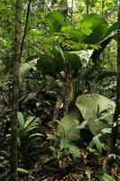 Patrick Blanc with the biggest and the smallest Palms, Johannesteijsmannia altifrons and Pinanga simplicifrons, Endau Rompin NP, Malaysia, April 2017