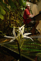 Patrick Blanc working at his desk behind Crinum natans flowers emerging from the fifty m2 glass covered aquarium, Feb. 2016