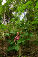 Patrick Blanc wrapped by the huge leaves of the supposedly aphrodisiac tuberous liana, Butea superba, Suan Hin Maharat, Phrae, Thailand, June 2016