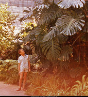 Patrick Blanc at 12 looking at Monstera deliciosa, Lisbon botanical garden, 1965