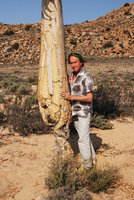 Patrik Blanc and the nibbled base of Aloe dichotoma, Namaqualand, South Africa, Sept. 2010