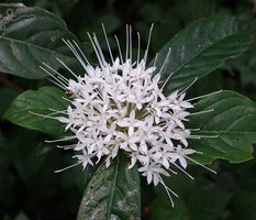 Pavetta sp., flowers with four white corolla lobes, short stamens and long exserted pistil, way to Bondwa Peak, 1400 m asl, Uluguru Mts, Tanzania