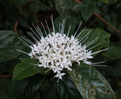 Pavetta sp., way to Bondwa Peak, 1400 m asl, Uluguru Mts, Tanzania