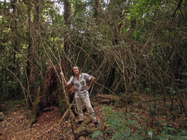 Patrick Blanc among the dead stems of a synchronous flowering monocarpic Strobilanthes population in high mountain forest understory,  Doi Inthanon, Thailand, May 2015