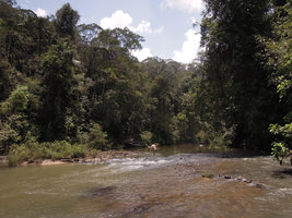 Patrick Blanc crossing the river behind rheophytic submerse Cryptocoryne nurii to observe the emerse rheophytic shrub, Phyllanthus watsonii, Endau Rompin, Malaysia, April 2015