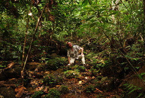 Patrick Blanc in a forest understory stream among the rocks covered by a rheophytic Elatostema population, Takua Pa, Thailand, May 2015