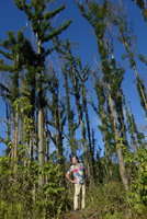 Patrick Blanc in Eucalyptus deglupta plantation, the broken branches producing numerous new shoots after being damaged by February typhoon, road to Mt Victoria, Viti Levu, Fiji, Aug. 2016