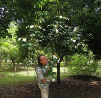 Patrick Blanc observing the bright white calycophylls of an erect shrubby Mussaenda, probably Mussaenda mollissima, Xishuangbanna Tropical Botanical Garden, China, June 2016
