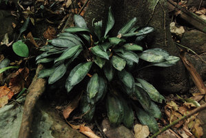 Peliosanthes argenteostriata in habitat, described as a new species in 2012, Hinboun, Khammouane, Laos