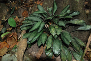 Peliosanthes argenteostriata in habitat, Phou Hin Poun, Khammouane, Laos
