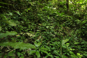 Peliosanthes cf. sinica, vegetative population, Ba Be NP, Vietnam