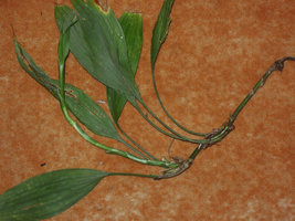 Peliosanthes sinica, growth units alternating 6 to 8 cataphylls between 3 to 4 rosetted foliage leaves  along stem, Xishuangbanna, China