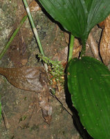 Peliosanthes sinica, inflorescence with very long bracts, Xishuangbanna, China