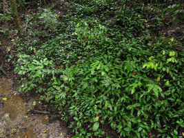 Peliosanthes sinica, large vegetative population covering an earth bank just above a small forest stream, Xishuangbanna, China