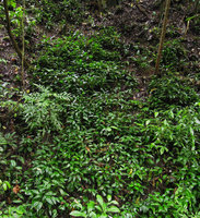 Peliosanthes sinica, large vegetative population totally covering an earth bank, Xishuangbanna, China