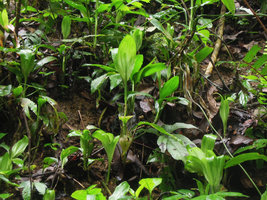 Peliosanthes sinica, vegetative population on vertical earth bank, Xishuangbanna, China