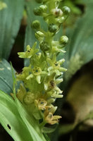 Peliosanthes sp., inflorescence, Penang Hill, Malaysia