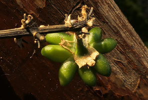 Peliosanthes sp. , many seeds developing from a single flower, Pyin U Lwin, Myanmar