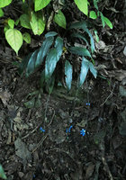 Peliosanthes sp. on deeply inclined earth bank with very long infructescence axes laying along soil surface, Pyin U Lwin, Myanmar