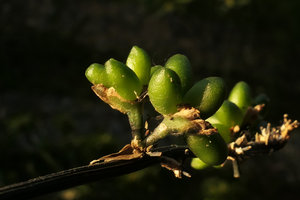 Peliosanthes sp. , two flowers axilled by a single bract developing seeds, Pyin U Lwin, Myanmar