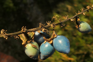 Peliosanthes sp. with very long infructescence axes, each bract axilling many flowers, Pyin U Lwin, Myanmar