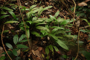 Peliosanthes teta ssp. humilis, Bukit Timah, Singapore