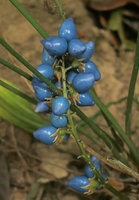 Peliosanthes teta subsp. humilis, bright blue seeds freely exposed out of the teared ovary, this Angiosperm turning back to Gymnospermous stage, Macleod Is., Tanintharyi, Myanmar