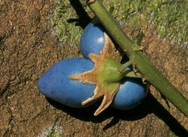 Peliosanthes teta subsp. humilis, three exposed seeds with blue sarcotesta arising from a single flower,  also reminiscent of apocarpy like in many Annonaceae, Macleod Is., Tanintharyi, Myanmar